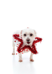 Image showing Pretty dog with a red tinsel star