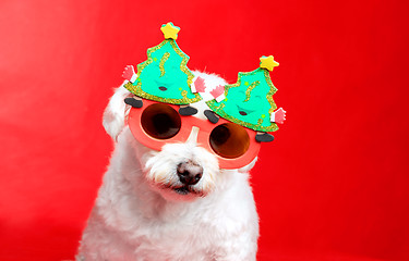 Image showing Christmas pooch
