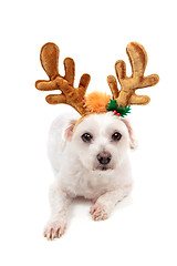 Image showing White maltese wearing antlers