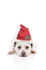 Image showing Puppy dog with  Red Santa Hat