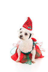 Image showing Cute Christmas pet dog