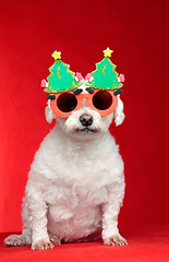 Image showing Christmas dog wearing glasses
