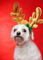 Image showing Cute Christmas dog with reindeer antlers