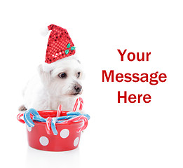 Image showing Sweet Christmas puppy