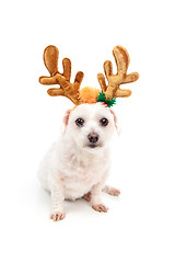 Image showing Little white dog with antler ears