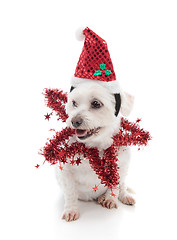 Image showing Festive pooch