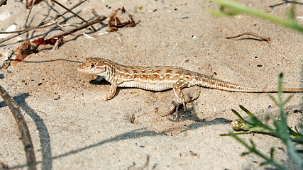 Image showing Lizard on the sand