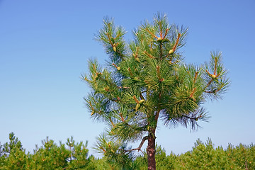 Image showing Top of pine tree