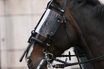 Image showing Police horse