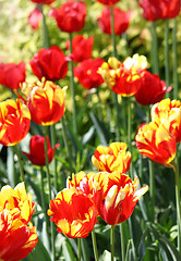 Image showing red and yellow tulips