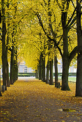 Image showing Autumn