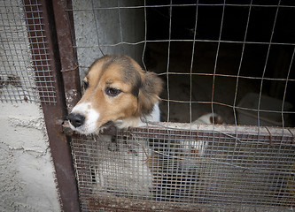 Image showing Cut dog behind bars