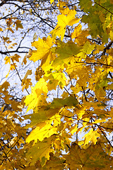 Image showing leaves of autumn maple