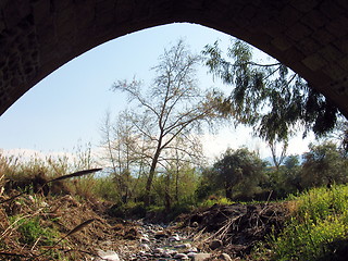 Image showing Bridge trees. Flasou, Cyprus