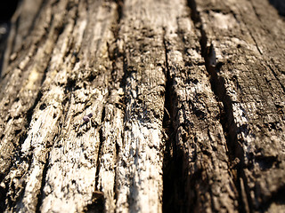 Image showing Old wood texture