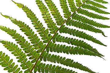 Image showing fern leaf isolated on white