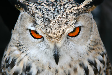 Image showing bird owl closeup