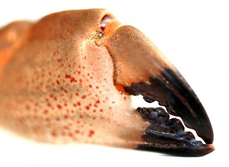 Image showing Crab Pincers