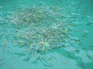 Image showing Feeding fishes