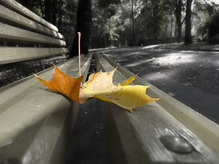 Image showing Autumn leaf