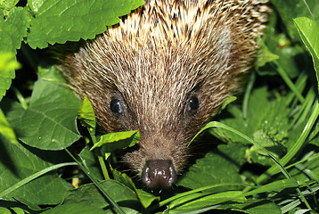 Image showing Hedgehog