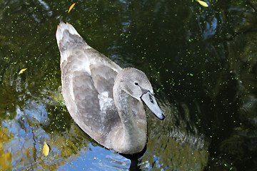 Image showing Gray swan