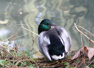 Image showing Duck 