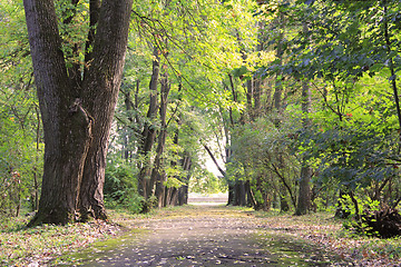 Image showing Fall alley