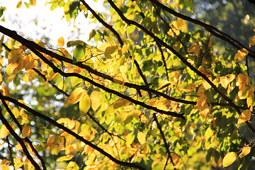 Image showing Sunshine in branches