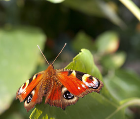 Image showing Red butterfly