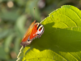 Image showing Red butterfly