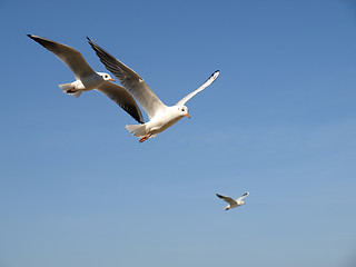 Image showing Seagulls 