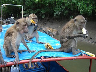 Image showing monkeys