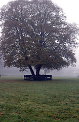 Image showing tree foggy morning