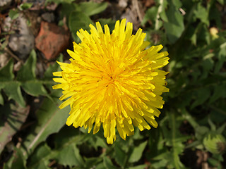 Image showing Daisy picture