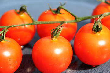 Image showing tomatoes on row