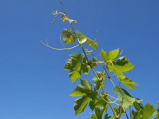 Image showing Grapevine vitis