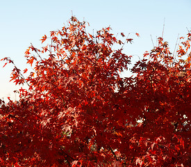 Image showing Maple leaves