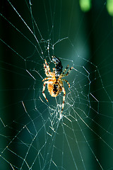 Image showing eating spider