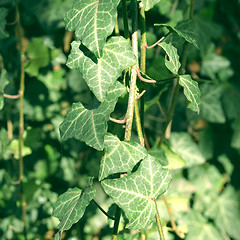 Image showing Ivy picture