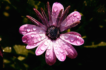 Image showing morning flower