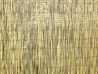 Image showing Bamboo background