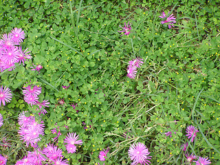 Image showing Grass meadow with flowers