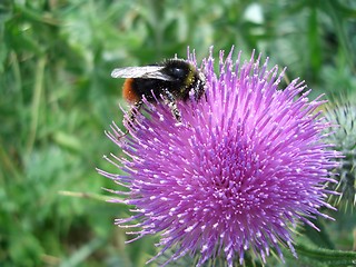 Image showing Pollination