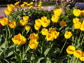 Image showing Tulips