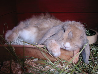 Image showing Relaxing rabbit