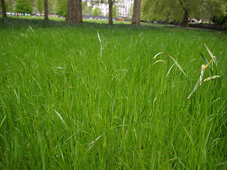 Image showing Grass meadow