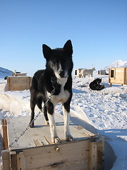 Image showing Husky