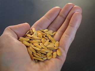 Image showing Melon seeds