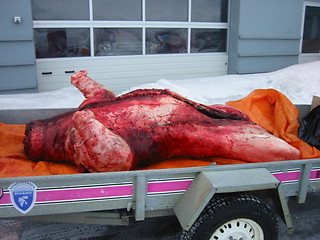 Image showing Dead icebear